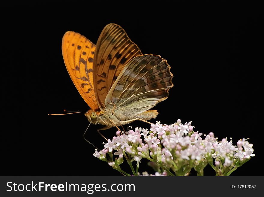 Silver-washed fritillary (Argynnis paphia)