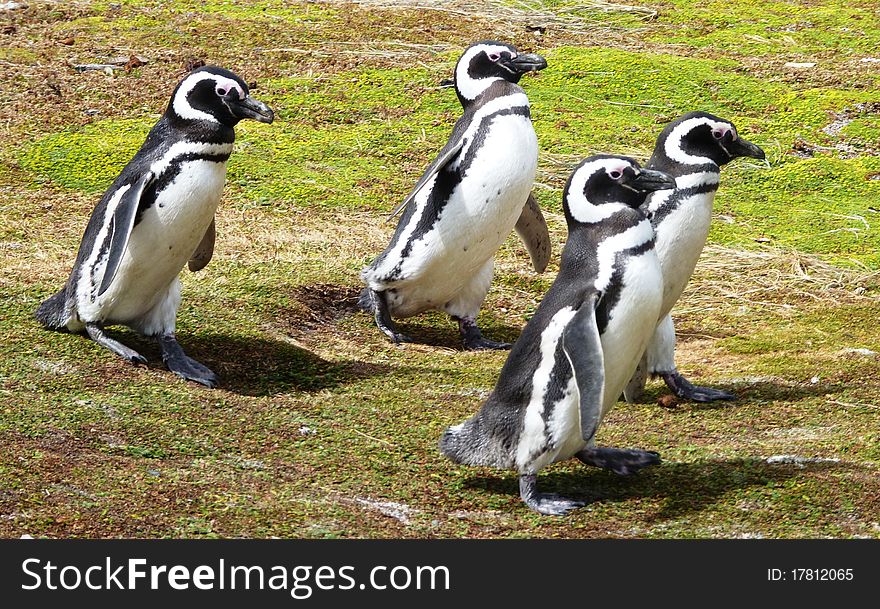 Scenes from a penguin colony in the southern hemisphere. Scenes from a penguin colony in the southern hemisphere