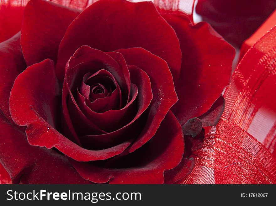 Red roses isolated on white background with red ribbons around it. Red roses isolated on white background with red ribbons around it.