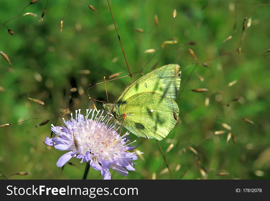 Moorland Clouded Yellow (Colias paleano)