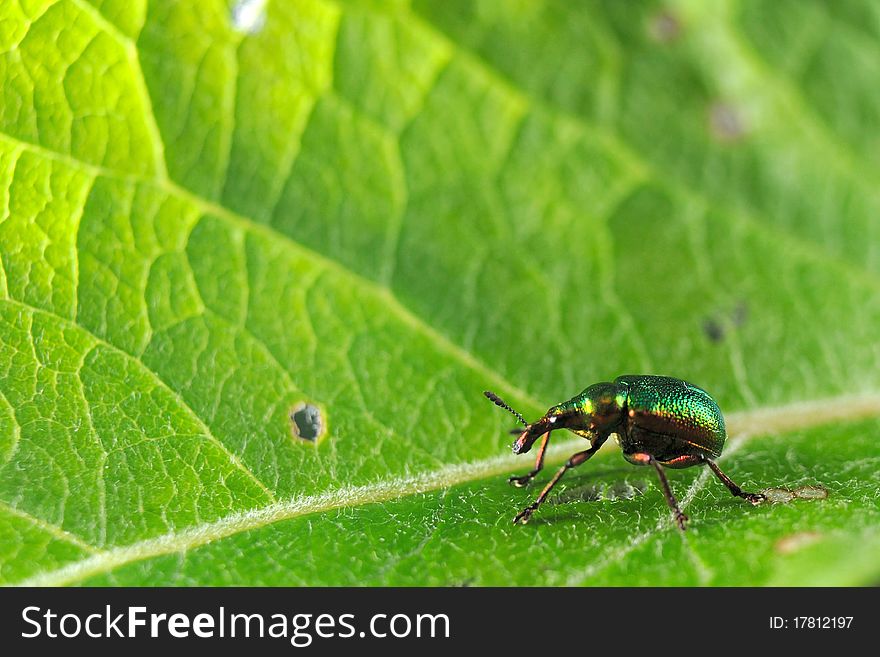 Poplar leaf-roller on poplar leaf