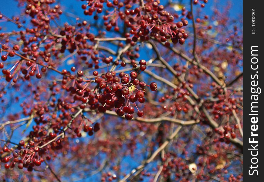 Bunches of red berries on a tree.