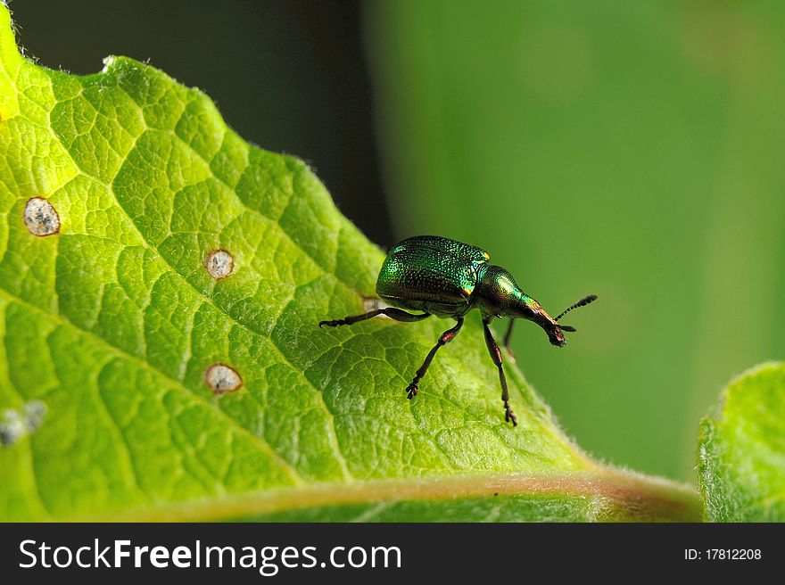 Poplar leaf-roller on poplar leaf