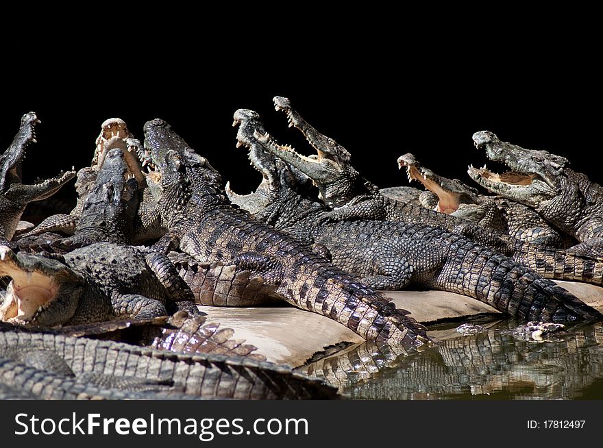 Band of crocodiles looking up for food. Band of crocodiles looking up for food