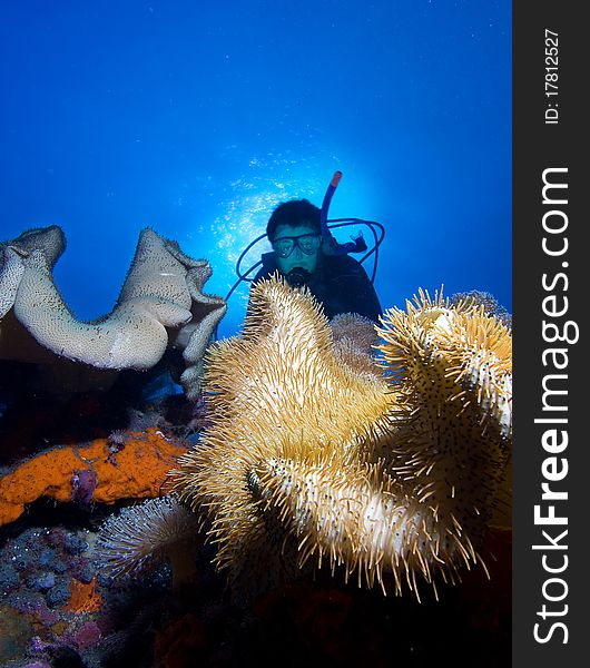 Diver by coral reef, indonesia