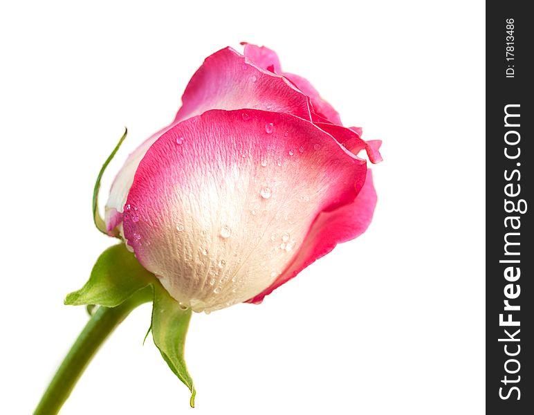 Single rose on a white background