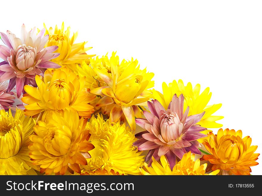 Dried Strawflowers on a white background