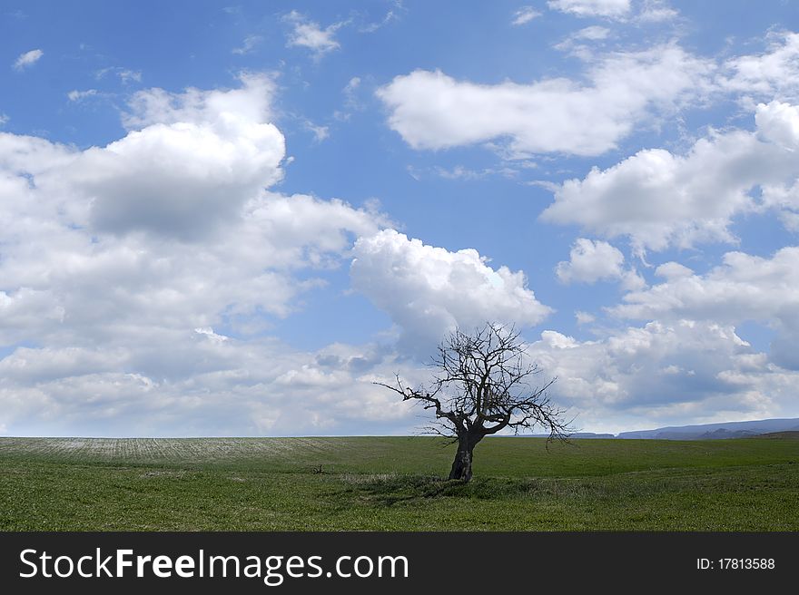 Green grass and young tree in a field. Green grass and young tree in a field