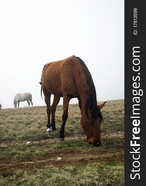 Some horses grazing in a misty field