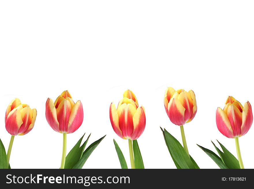 Five pretty tulips in a row on white