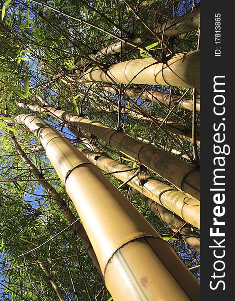 Upward shot of yellow bamboo stems and green leaves against the sky. Upward shot of yellow bamboo stems and green leaves against the sky