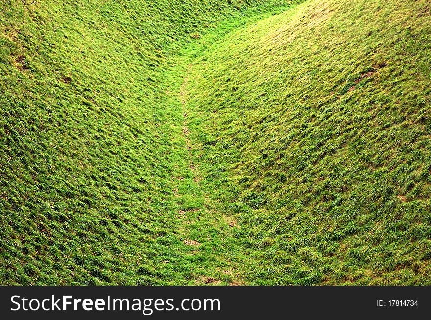 Grass Texture