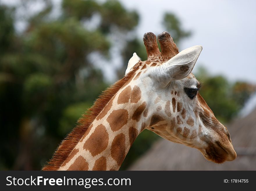 Head shot of african adult giraffe. Head shot of african adult giraffe.