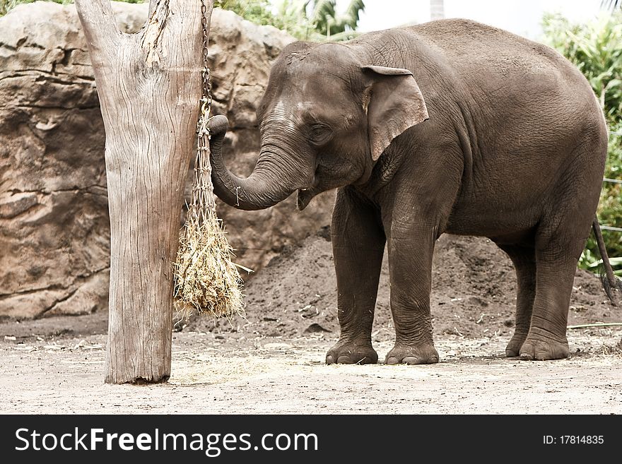 Adult Asian elephant eating straw in a zoo. Adult Asian elephant eating straw in a zoo.