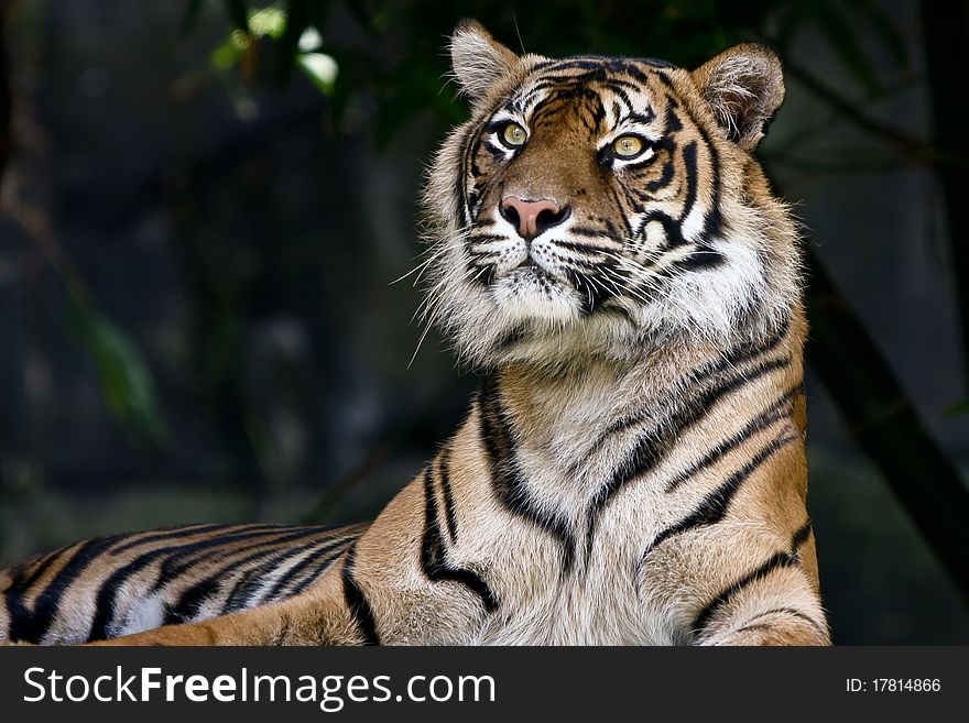 Adult bengal tiger resting and staring in dark jungle. Adult bengal tiger resting and staring in dark jungle.