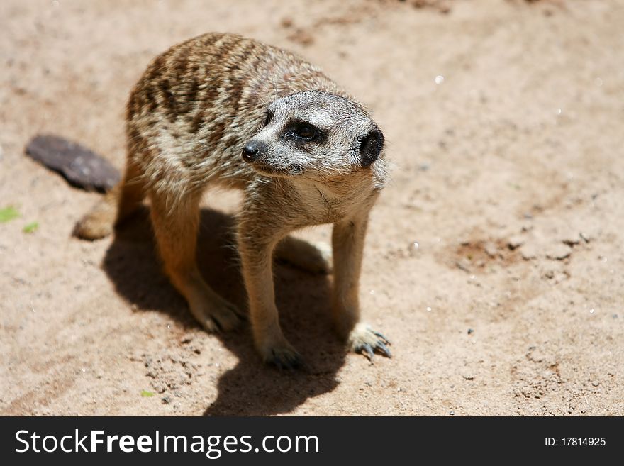 Adult meerkat standing in sand. Adult meerkat standing in sand.