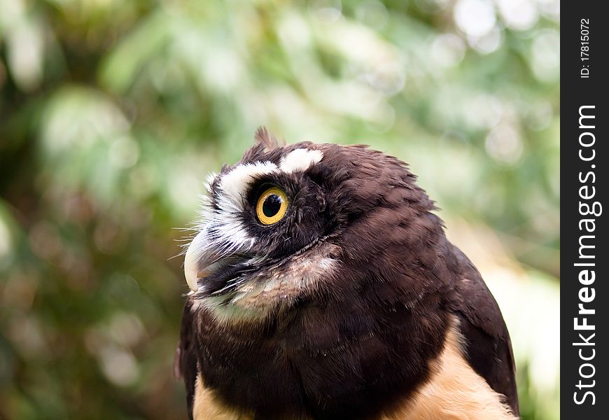 Closeup of a brown owl