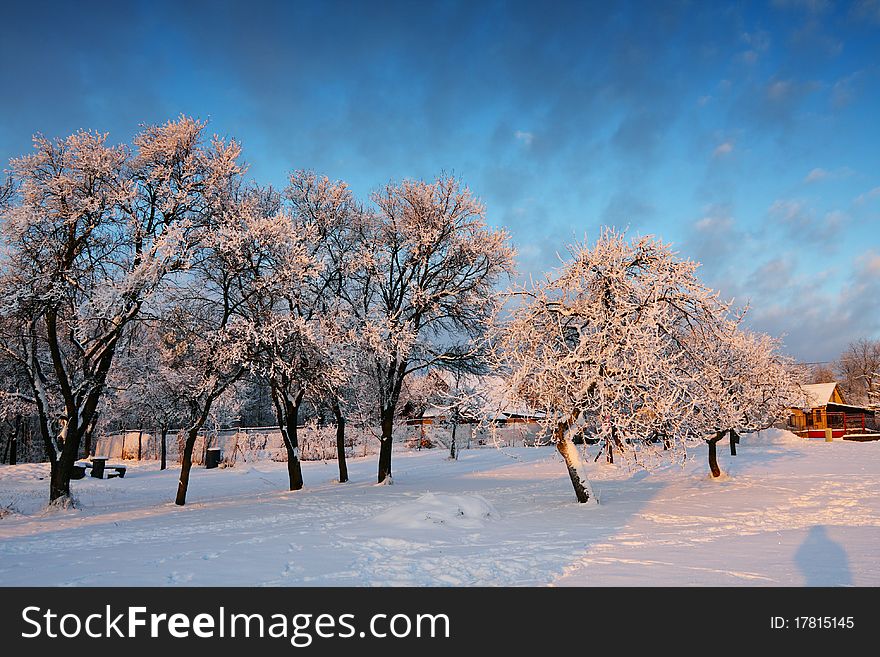 Apple orchard in winter - Slovakia. Apple orchard in winter - Slovakia