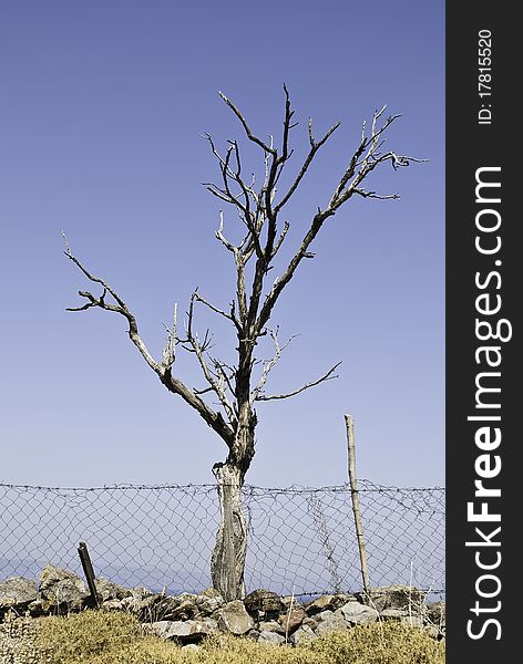 Dry tree with fence and bushes