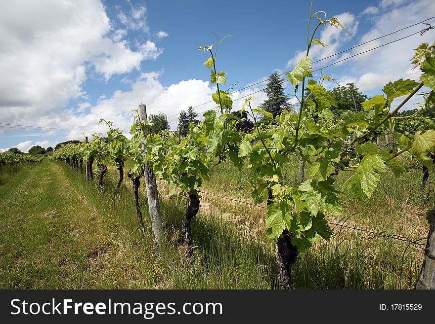 Rows of grapevines in Nogaro,France