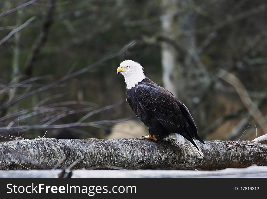 A bald eagle sits on a log while scoping fish from a nearby river.