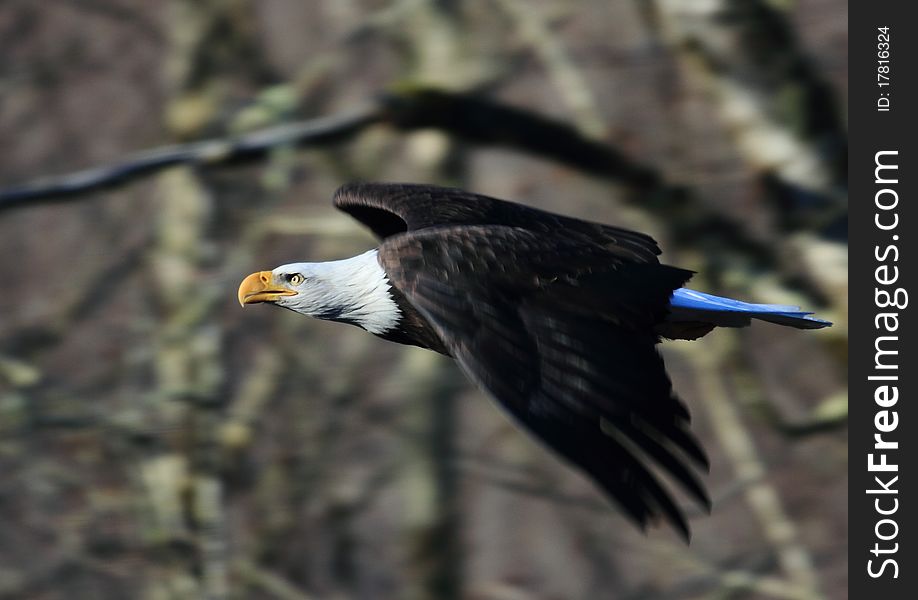 A bald eagle zooms by while searching a river for fish.