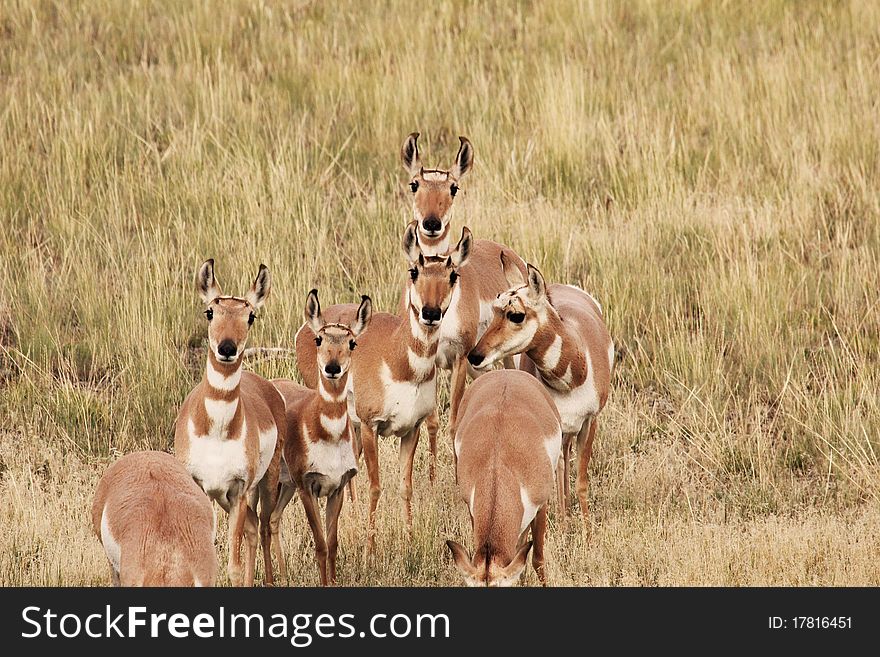 A pronghorn group stands on high alert.