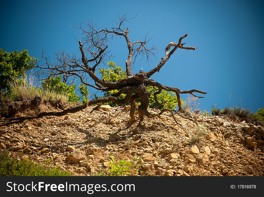 Photos with vignetting with twisted trunk of a sky background. Photos with vignetting with twisted trunk of a sky background