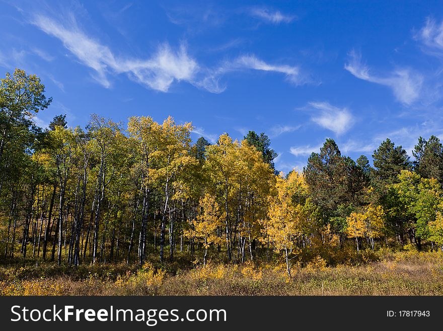 Wispy finger like clouds float in the sky above a forest of trees and yellow aspens. Wispy finger like clouds float in the sky above a forest of trees and yellow aspens.