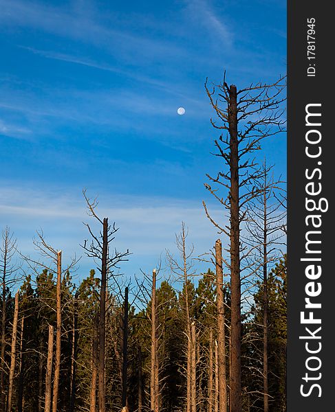 Early morning blue and a full moon hover over the green of the Black Hills forest, fronted by shattered pines. Early morning blue and a full moon hover over the green of the Black Hills forest, fronted by shattered pines.