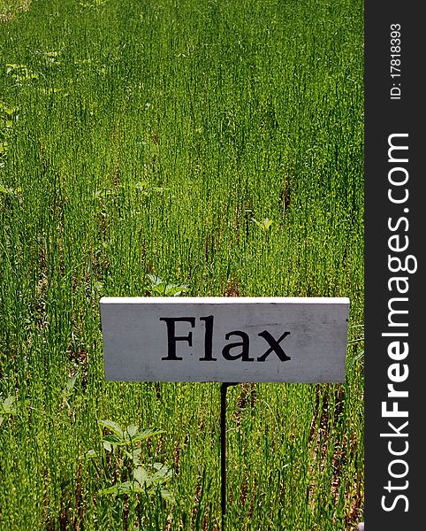 Flied of Flax seeds growing in a crop. Flied of Flax seeds growing in a crop