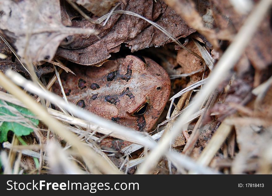 Close-up of a brown toad hiding in the leaves