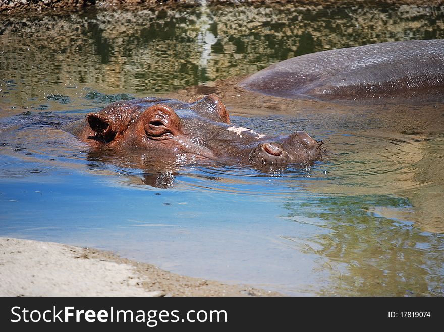 This hippo is keeping cool and eying visitors at the zoo. This hippo is keeping cool and eying visitors at the zoo.