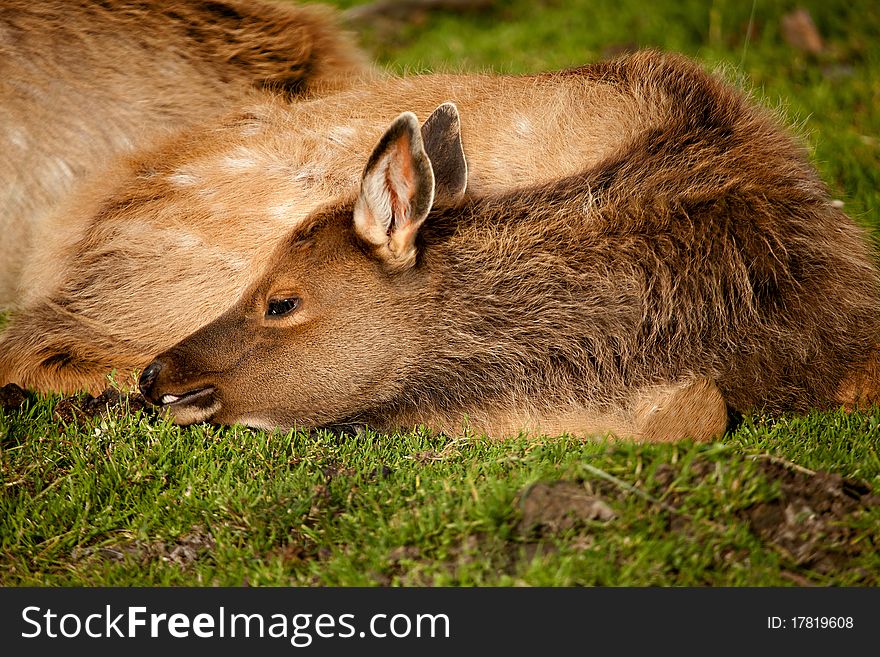 A baby elk (called a calf) rests on the grass by its mother. A baby elk (called a calf) rests on the grass by its mother.