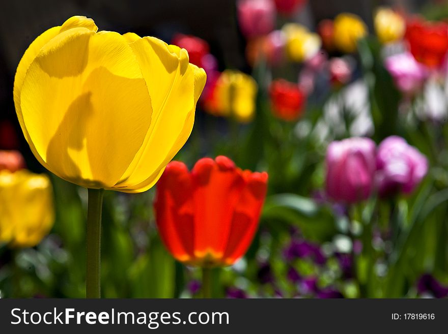 A garden with tulips of many different colors in the afternoon sun. A garden with tulips of many different colors in the afternoon sun.