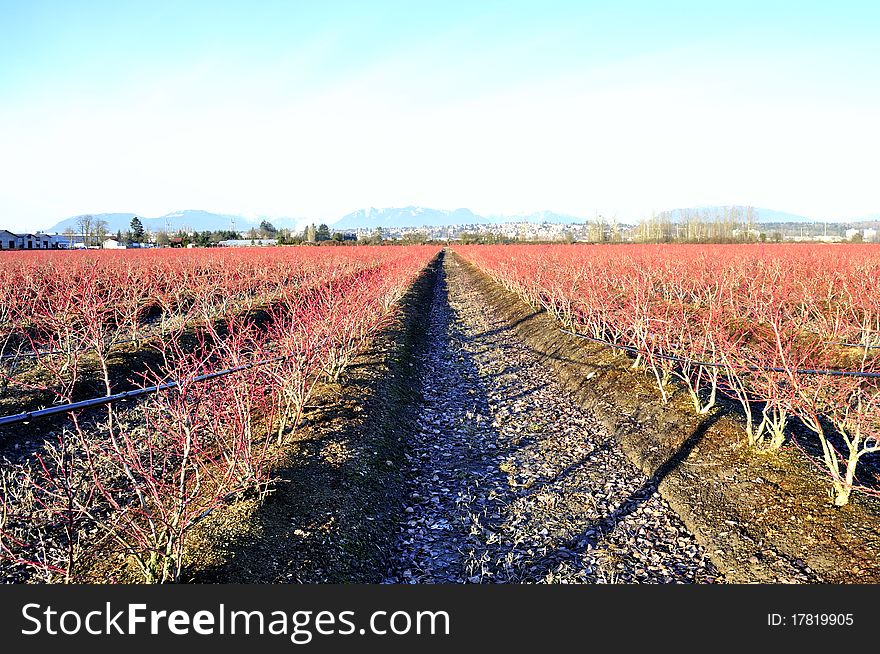 Winter blueberry fields, Richmond, BC
