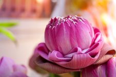 Folded Into Lotus Petals. Royalty Free Stock Photography Folded Into Lotus Petals. Royalty Free Stock Photography