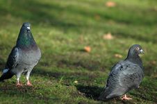 Two Pigeons Dating Stock Photography Two Pigeons Dating Stock Photography