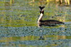 Great Crested Grebe Stock Photography