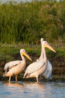 White Pelicans On Shore Royalty Free Stock Images White Pelicans On Shore Royalty Free Stock Images