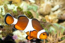Clownfish Royalty Free Stock Image Clownfish Royalty Free Stock Image