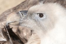 Griffon Vulture Portrait Stock Image Griffon Vulture Portrait Stock Image