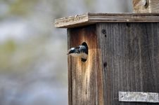 Bird In A House Stock Photo