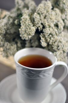 Yarrow Tea Royalty Free Stock Image Yarrow Tea Royalty Free Stock Image