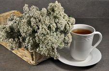 Yarrow Tea Stock Photos Yarrow Tea Stock Photos