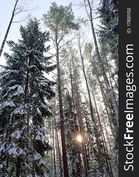 Tall fir and pine trunks in sunny winter day. Tall fir and pine trunks in sunny winter day
