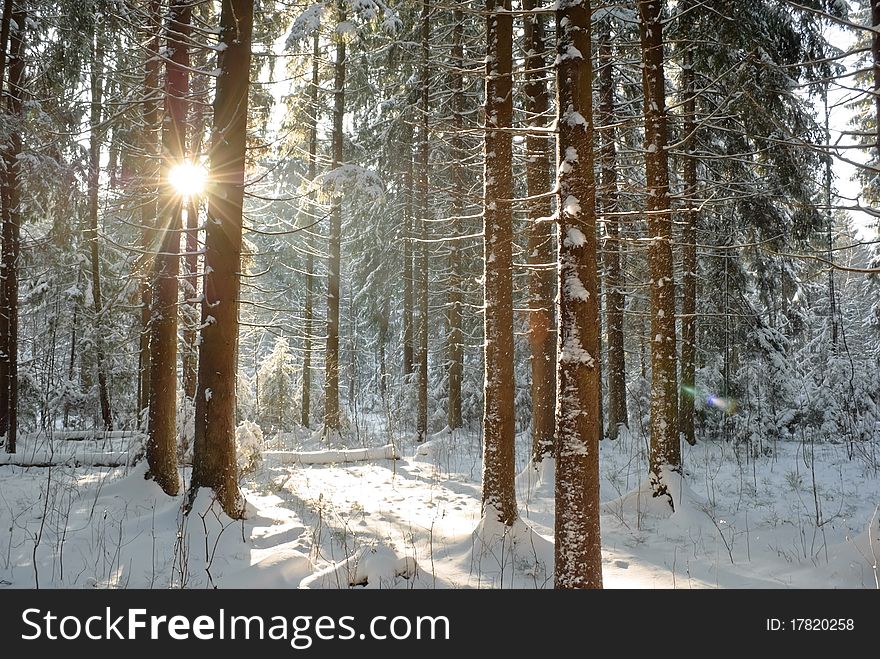 Coniferous forest in winter lighted with sun. Coniferous forest in winter lighted with sun