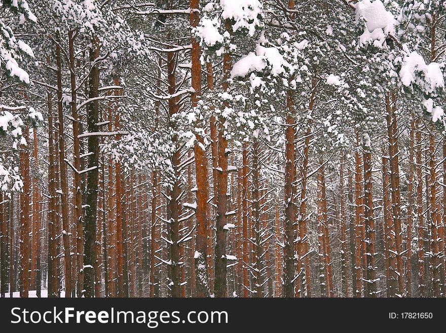 Winter trees with droopy trees due to heavy snow. Winter trees with droopy trees due to heavy snow