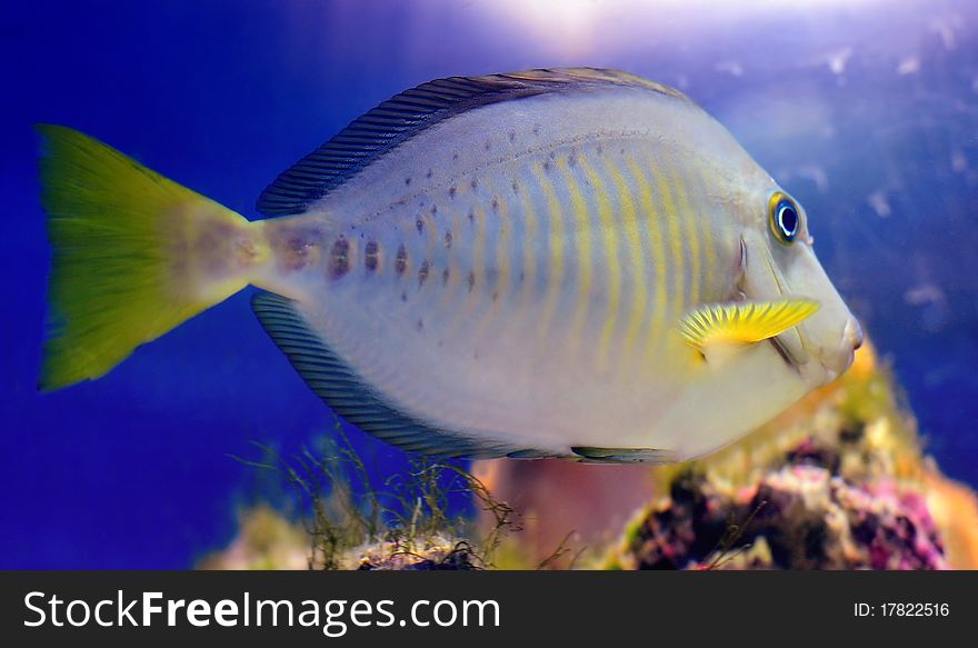 Coloured fish swimming in aquarium