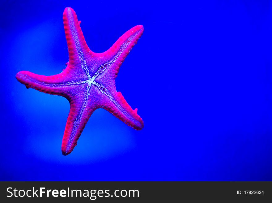 Purple starfish in a blue background